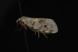 Image of Little White Lichen Moth