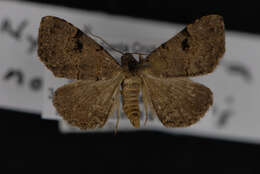 Image of Nychioptera noctuidalis Dyar 1907