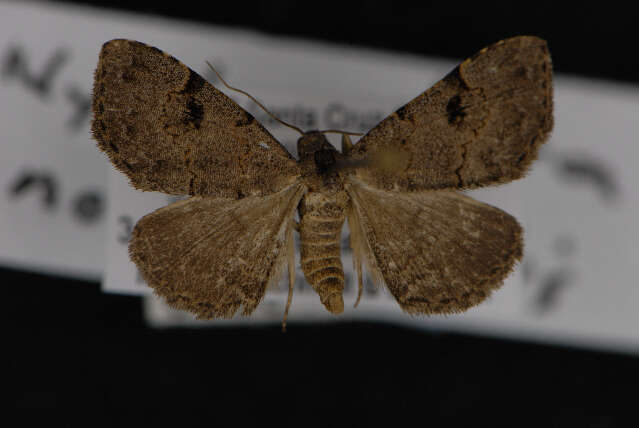 Image de Nychioptera noctuidalis Dyar 1907