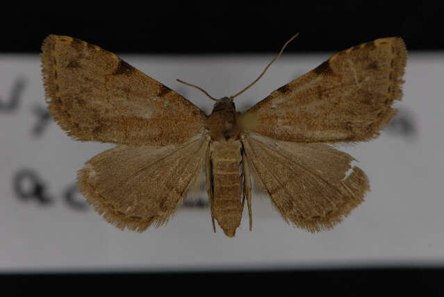 Image of Nychioptera accola Franclemont 1966