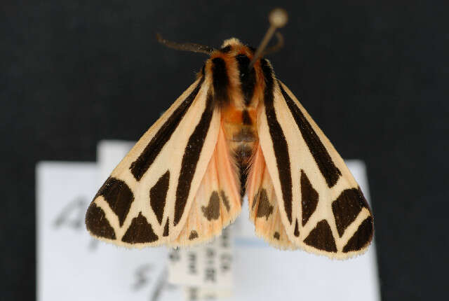 Image of Harnessed Tiger Moth