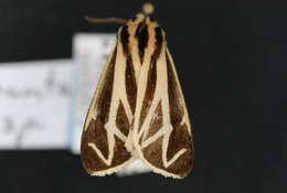 Image of Harnessed Tiger Moth