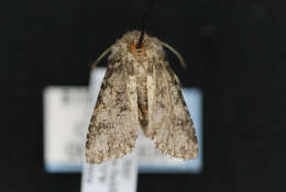 Image of Pseudanarta vexata Franclemont 1941