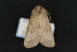 Image of Banded Quaker