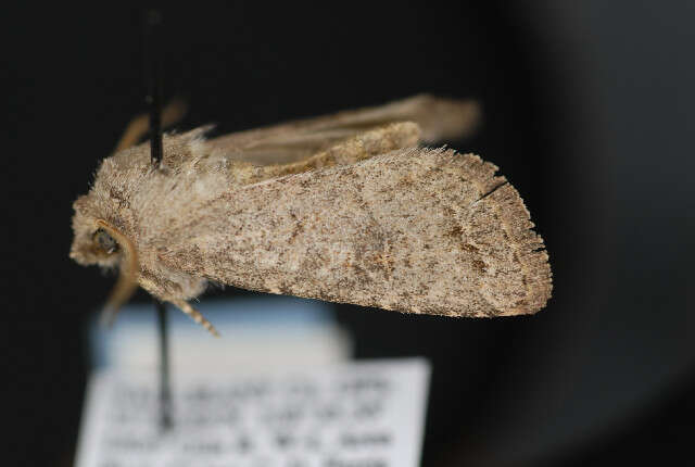 Image of Banded Quaker