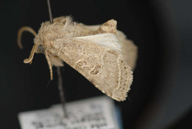 Image of Protorthodes melanopis Hampson 1905
