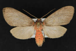 Image of Euchaetes fusca Rothschild 1910