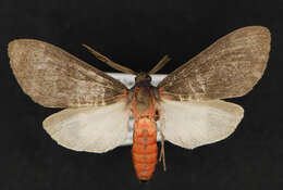 Image of Euchaetes fusca Rothschild 1910