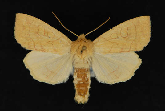 Image of Pale Enargia