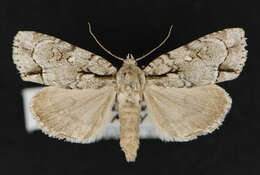 Image of Acronicta lepetita Smith 1908