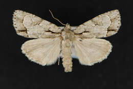 Image of Acronicta lepetita Smith 1908