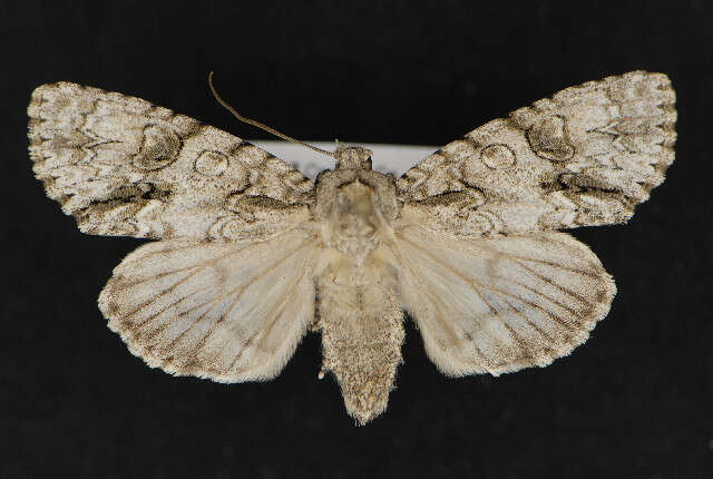 Image of Acronicta beameri Todd 1958