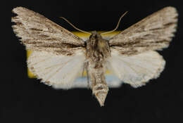 Image of <i>Acronicta browni</i>