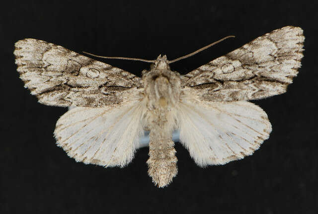 Image of <i>Acronicta atristrigatus</i>