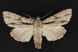 Image of Acronicta