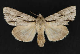 Image of Acronicta