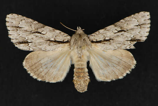 Image of Acronicta