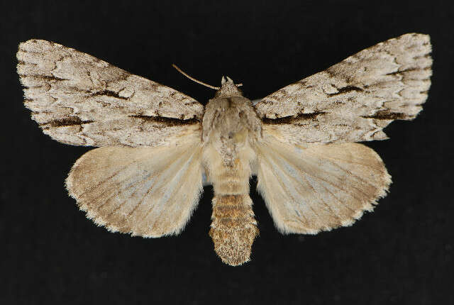 Image of Acronicta