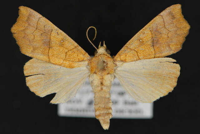 Image of Yellow Scallop Moth