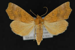 Image of Yellow Scallop Moth