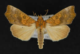 Image of Yellow Scallop Moth