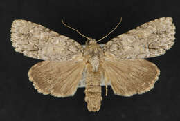 Image of Medium Dagger Moth