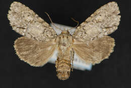 Image of Medium Dagger Moth