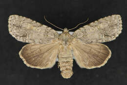 Image of Medium Dagger Moth