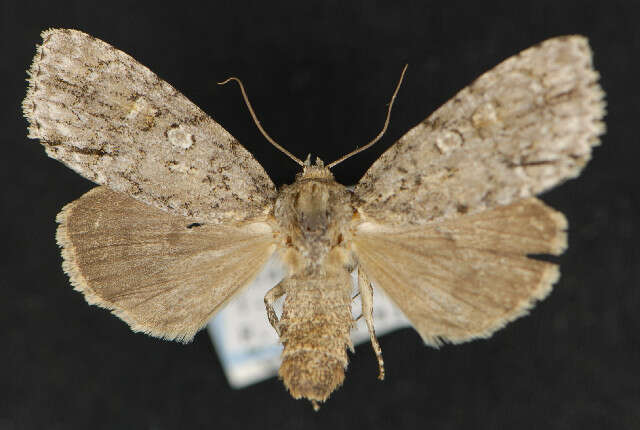 Image of Medium Dagger Moth