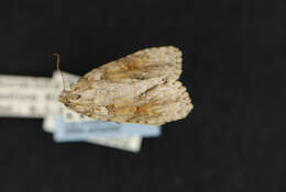 Image of Exiled Dagger Moth