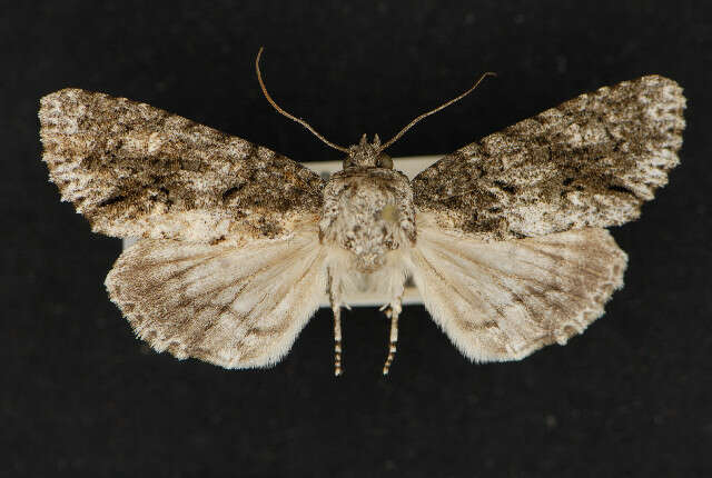 Image of Acronicta