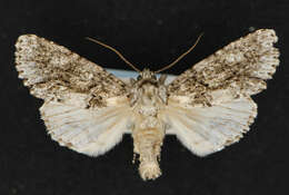 Image of Acronicta