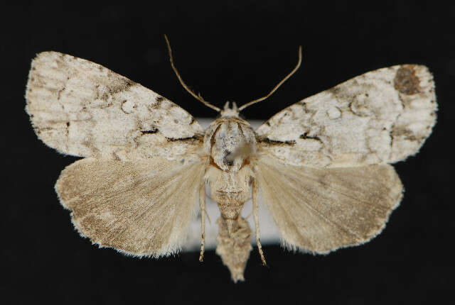 Image of Acronicta