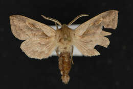 Image of <i>Bellura densa</i>