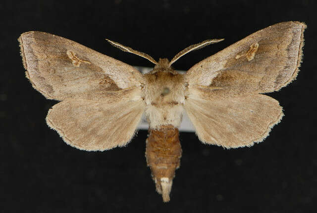 Image of <i>Bellura densa</i>