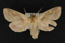 Image of <i>Bellura densa</i>