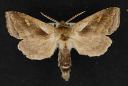 Image of <i>Bellura densa</i>