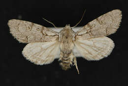 Acronicta tota Grote 1878 resmi