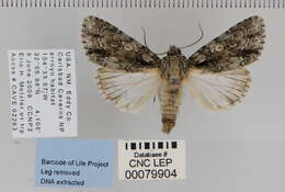 Image of Acronicta