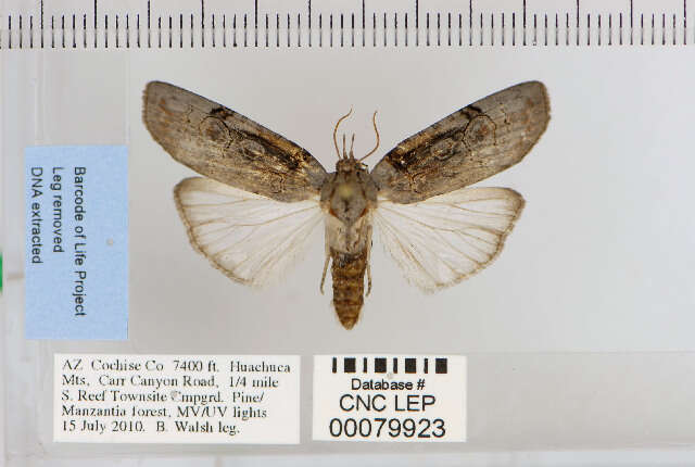 Image of Iscadia aperta Walker 1857