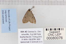 Image of Nychioptera noctuidalis Dyar 1907