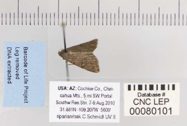 Image of Nychioptera opada Franclemont 1966