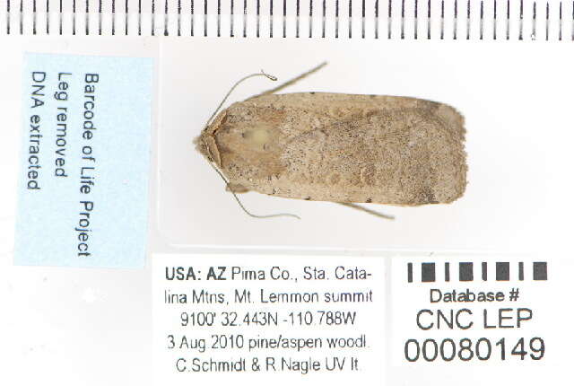 Image of Abagrotis alampeta Franclemont 1967