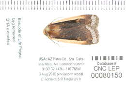 Image of Abagrotis bimarginalis Grote 1883