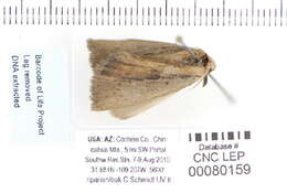 Image of Gabara stygialis Smith 1903