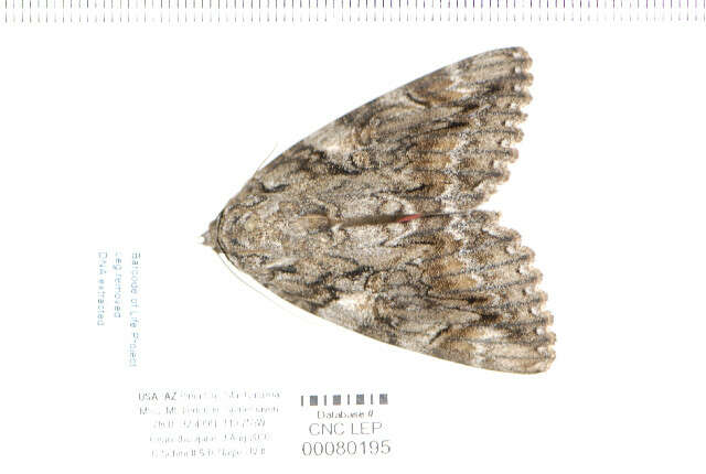 Image of Aholibah Underwing