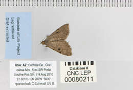 Image de Nychioptera noctuidalis Dyar 1907