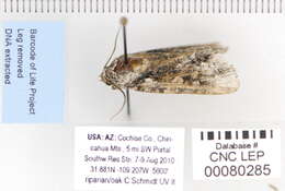 Image of Acronicta