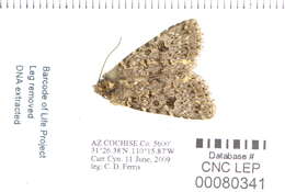 Image of Synorthodes typhedana Franclemont 1976