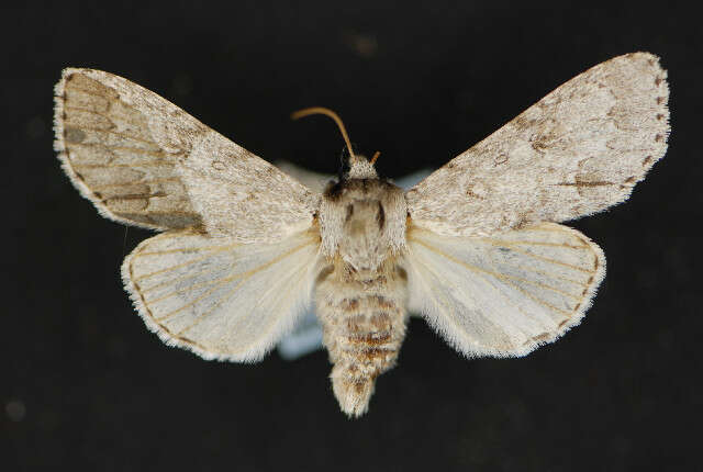 Acronicta hastulifera Smith & Abbot 1797的圖片